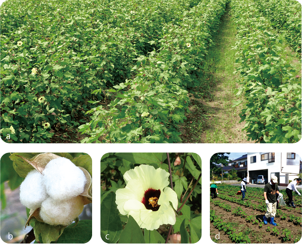 伯州綿の栽培行程写真